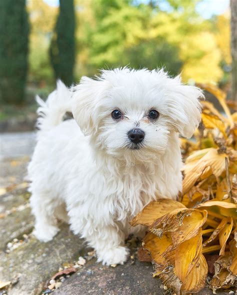 Tea cup maltese - Quick Facts. Origin: Hybrid dog breed, cross between the Maltese and Shih Tzu breeds Size: Small, 8-11 inches tall, weighing 4-12 pounds Lifespan: 12-15 years Coat: Long, silky, double coat in ... 